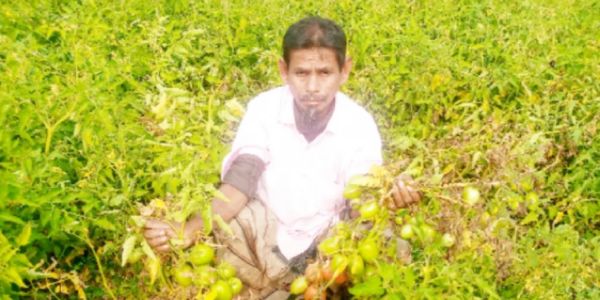 টমেটো আর রসুনের সঙ্গে লাগিয়েছেন পেঁপের চারা